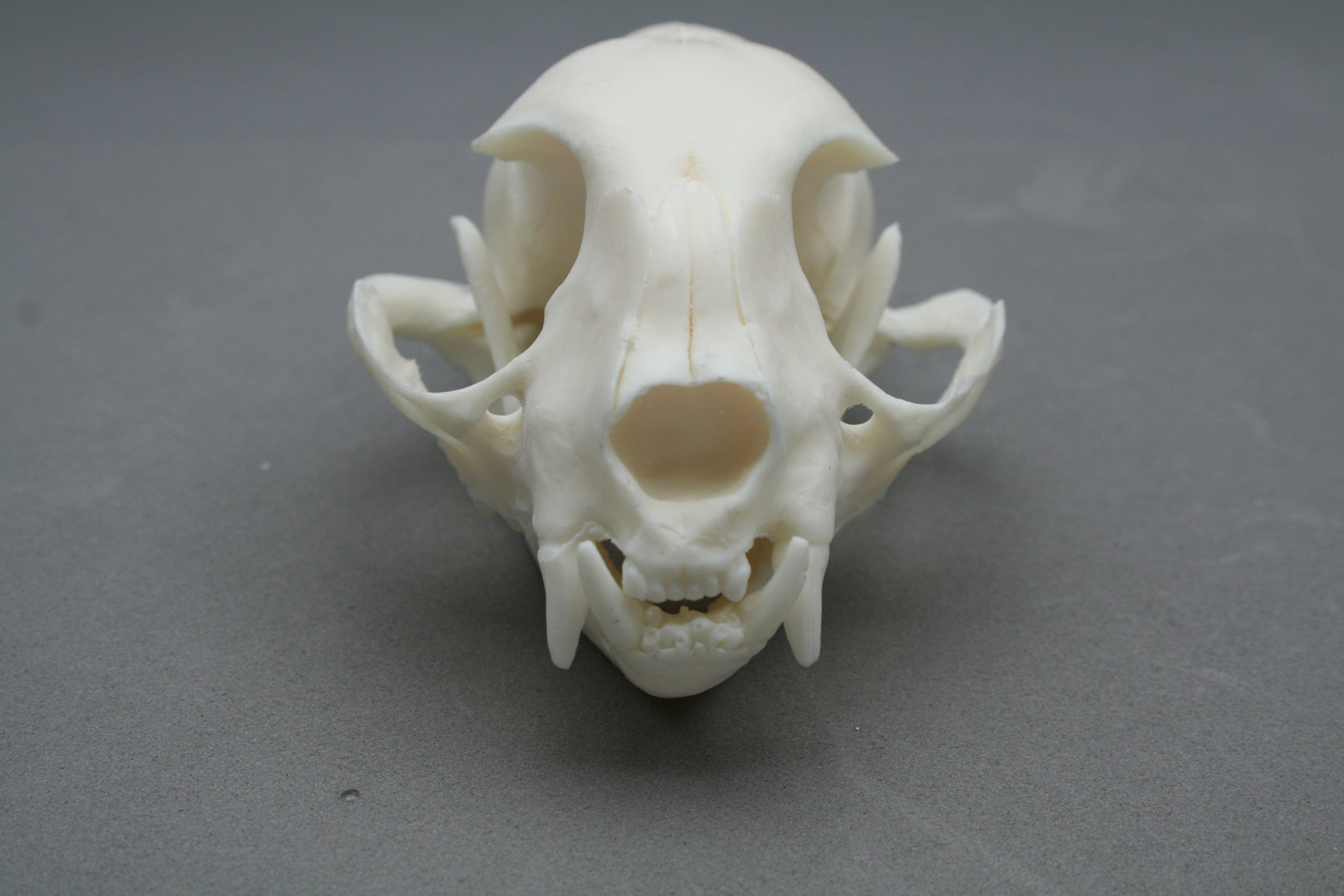 Replica Cat Skull