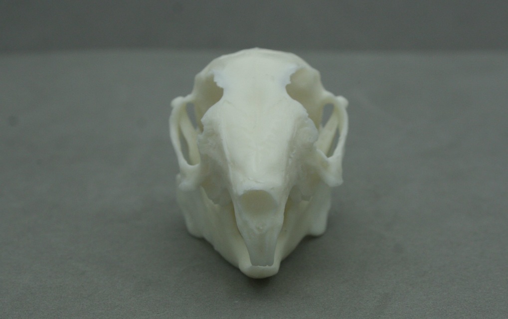 Cottontail Rabbit (eastern) Skull Replica